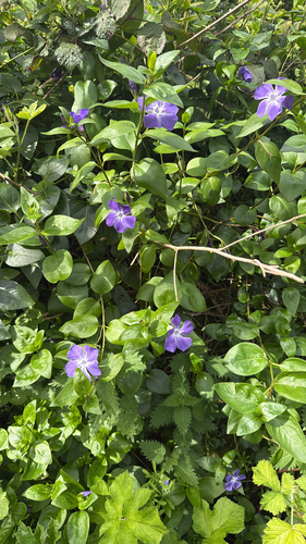 greater periwinkle