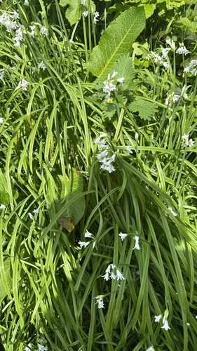 Three-cornered garlic