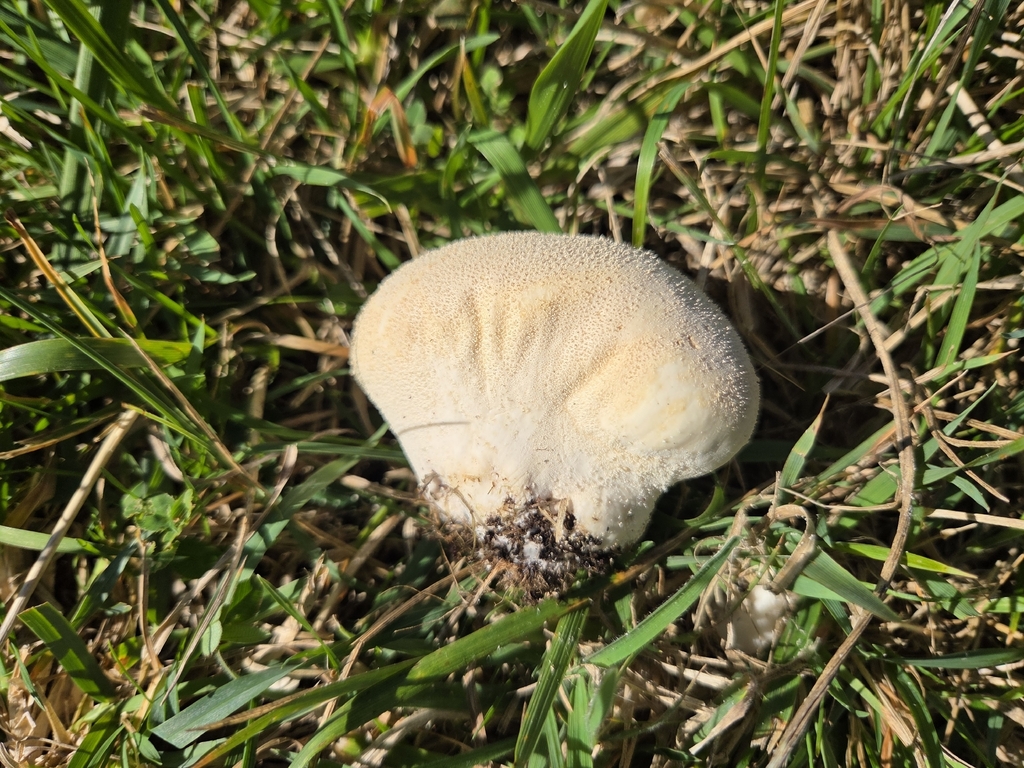 Lycoperdon pratense · April 2026 · photo: © lizid (iNaturalist, cc-by)