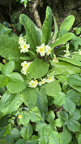 Primrose