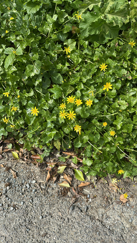 lesser celandine