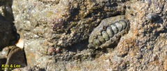 Acanthochitona achates