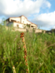 Coleoptera