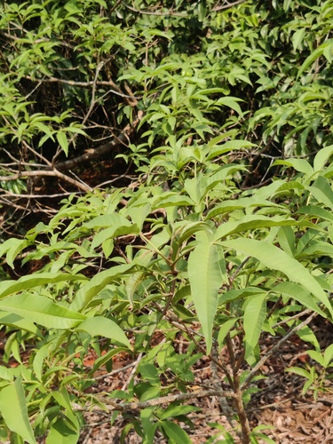 Vitex altissima observed 2026-04-25