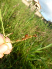 Coleoptera