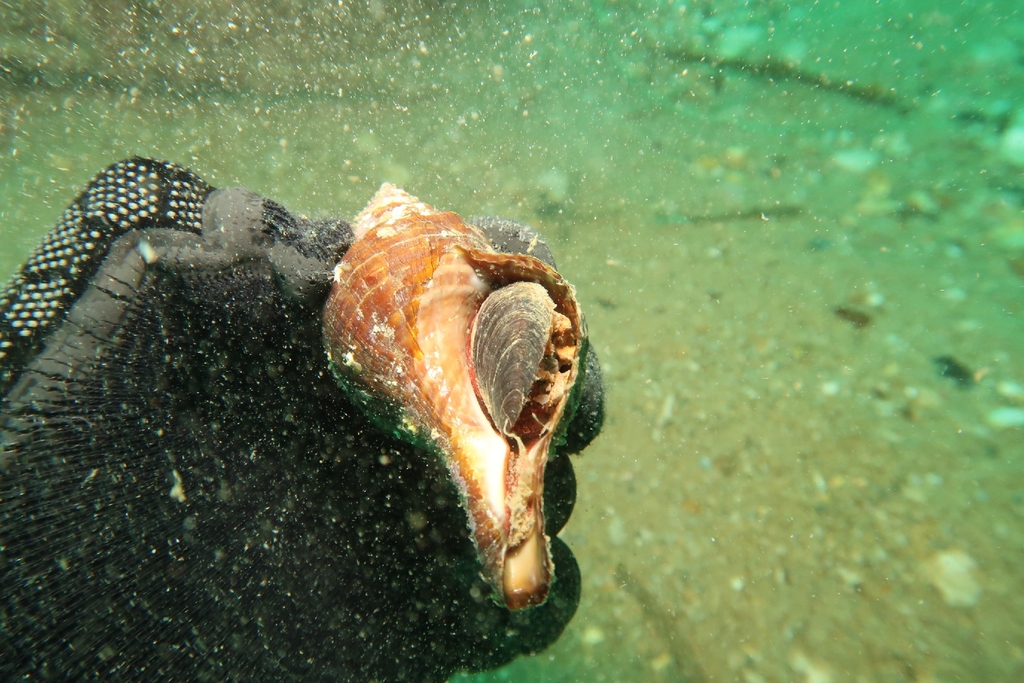 Australian Horse Conch from Marion - South, AU-SA, AU on April 25, 2026 ...