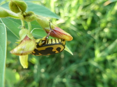 Pachnoda cordata cordata