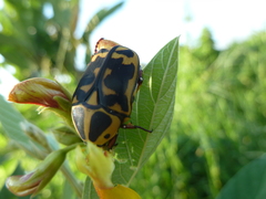 Pachnoda cordata cordata