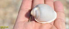 Phalium flammiferum