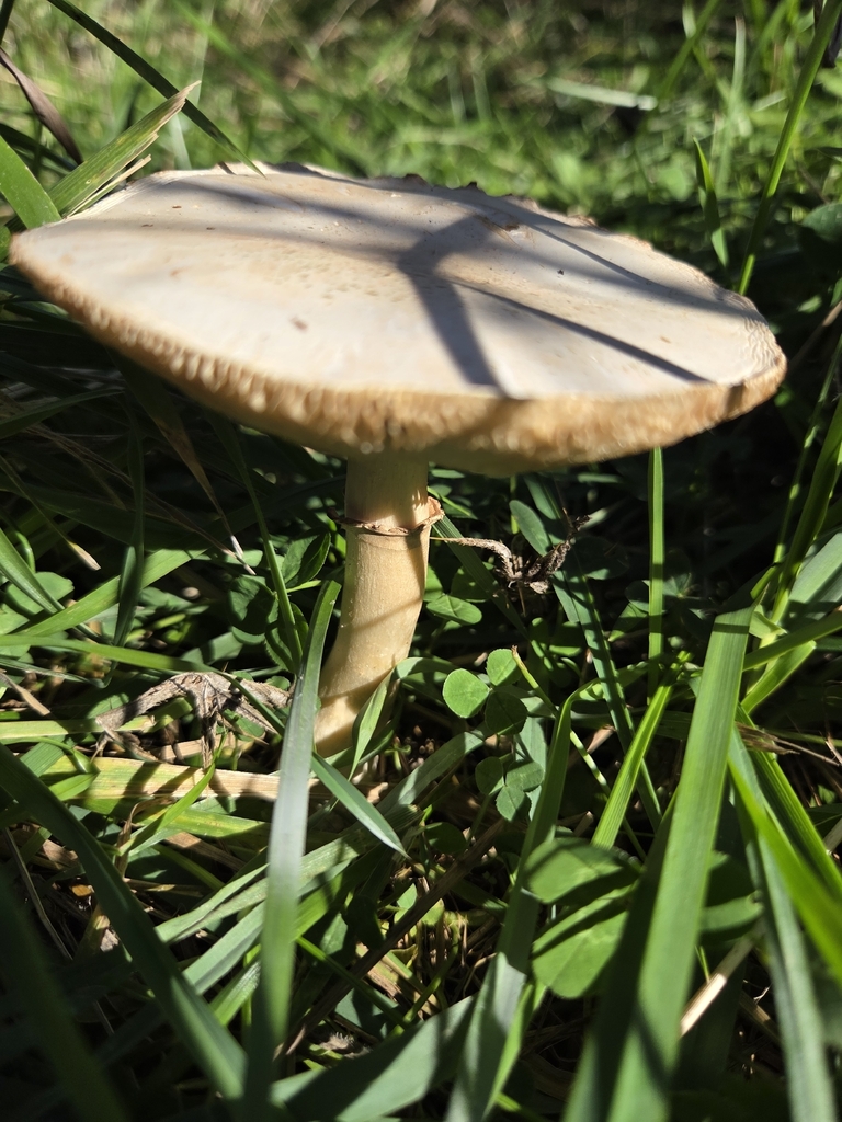 Leucocoprinus leucothites · April 2026 · photo: © lizid (iNaturalist, cc-by)