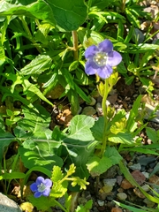 Phacelia grandiflora