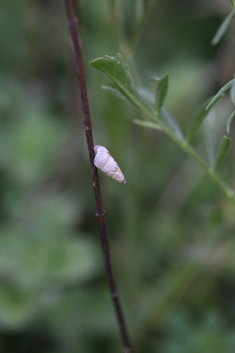 Cochlicella acuta