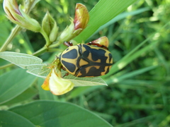 Pachnoda cordata cordata