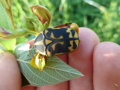 Pachnoda cordata cordata