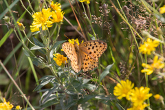 Argynnis laodice