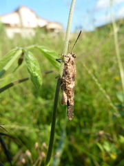 Caelifera