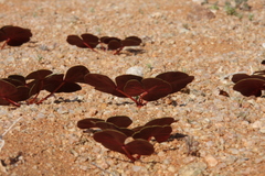 Oxalis psammophila
