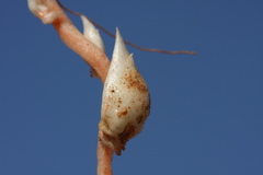 Oxalis psammophila