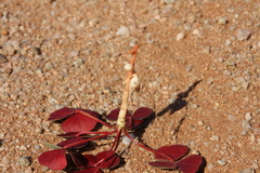 Oxalis psammophila