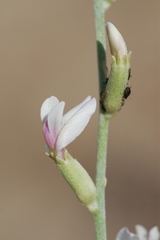 Astragalus cognatus