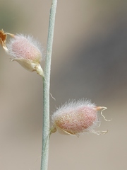 Astragalus cognatus