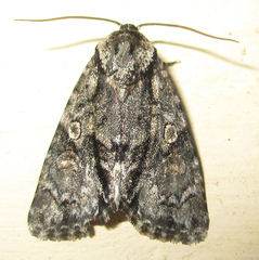 Acronicta transvalica