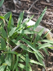 Digitaria brownii