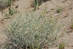 Astragalus cognatus