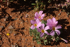 Oxalis annae