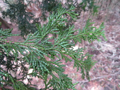 Chamaecyparis obtusa