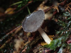 Helvella fibrosa