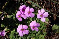 Oxalis zeekoevleyensis