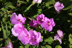 Oxalis zeekoevleyensis