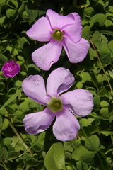 Oxalis zeekoevleyensis