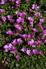 Oxalis zeekoevleyensis