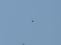 Halcyon cyanoventris