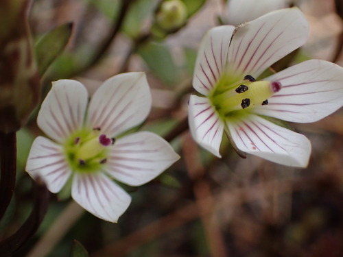 Gentianella grisebachii, 2026-04-27
