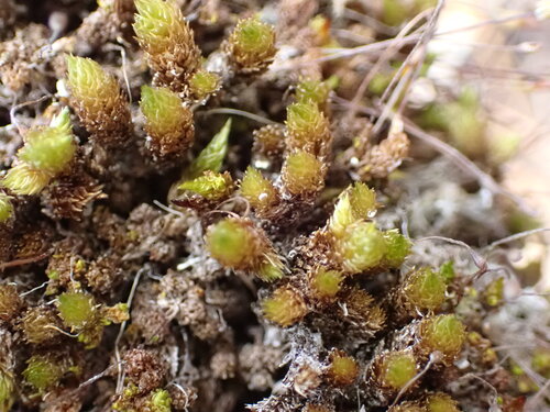 Macromitrium longipes observed 2026-04-27