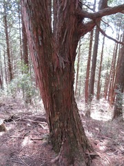 Chamaecyparis obtusa