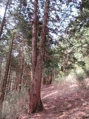 Chamaecyparis obtusa