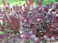 Iresine diffusa herbstii