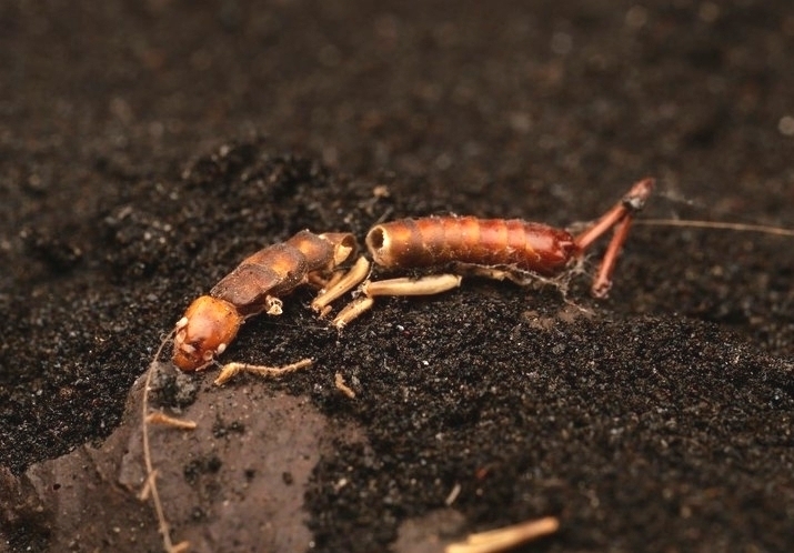 Anataelia lavicola