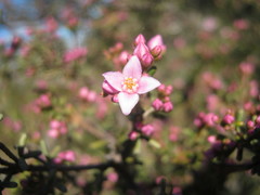 Boronia inornata