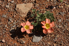 Oxalis annae