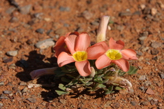 Oxalis annae