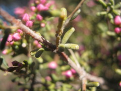 Boronia inornata