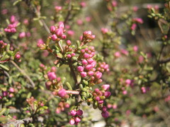 Boronia inornata