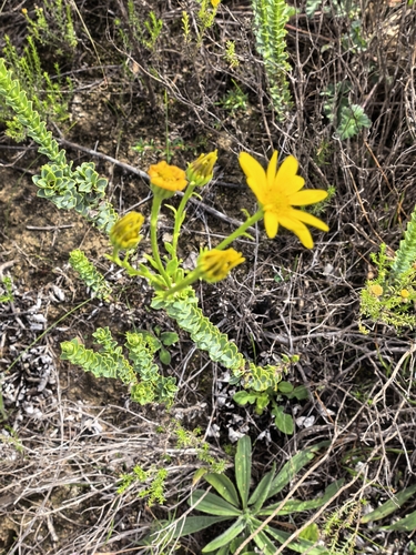 Osteospermum imbricatum, photograph 5