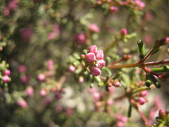 Boronia inornata