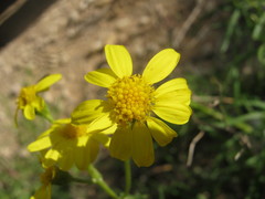 Senecio spanomerus